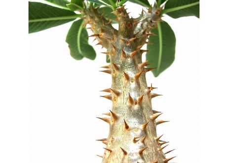 Pachypodium densiflorum シバ女王の玉櫛