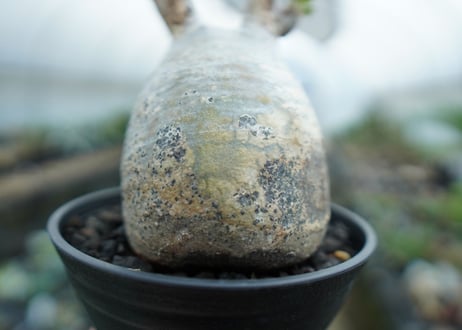 パキポディウム　グラキリス　 Pachypodium Gracilius  No.2