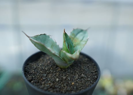 アガベ　チタノタ　ホワイトアイス 　agave titanota whiteice