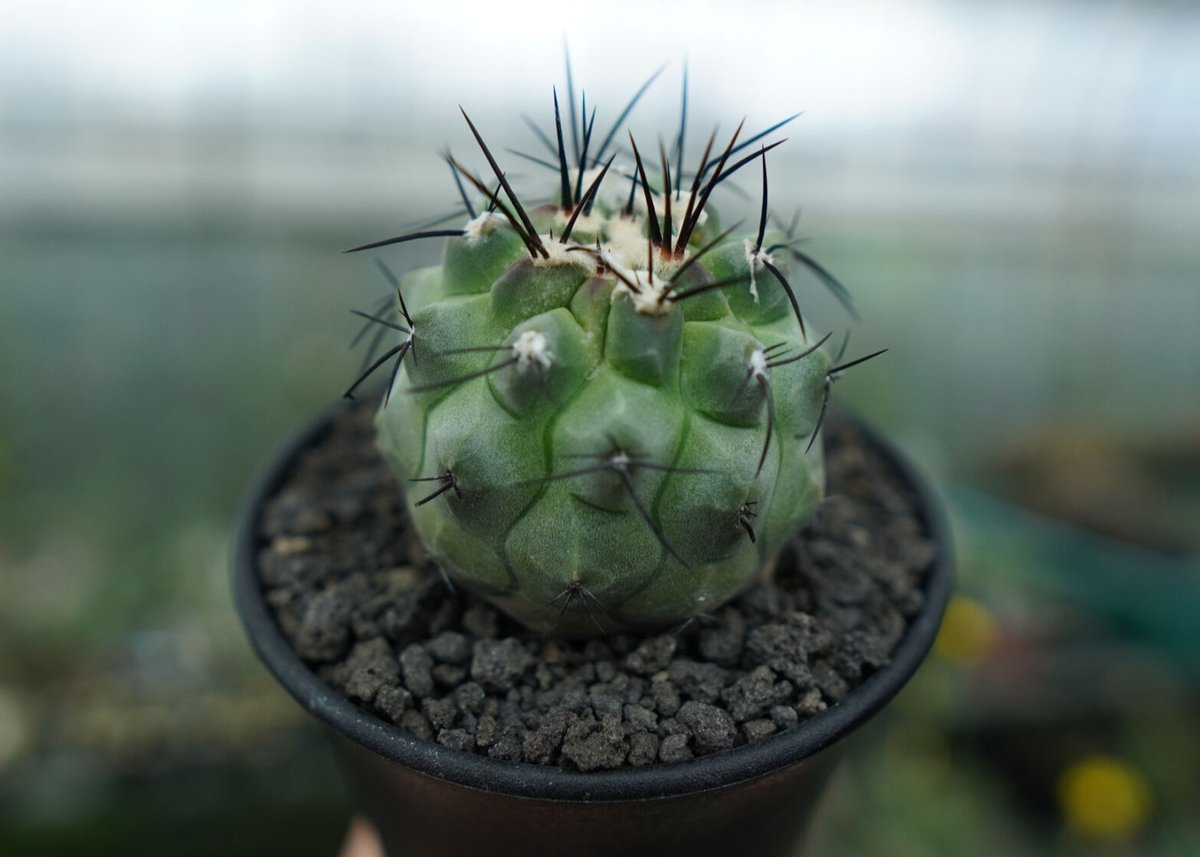 コピアポア モンタナ ”妖鬼玉” Copiapoa montana | mana's far