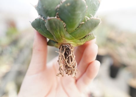 agave titanota  FO-76　No.5