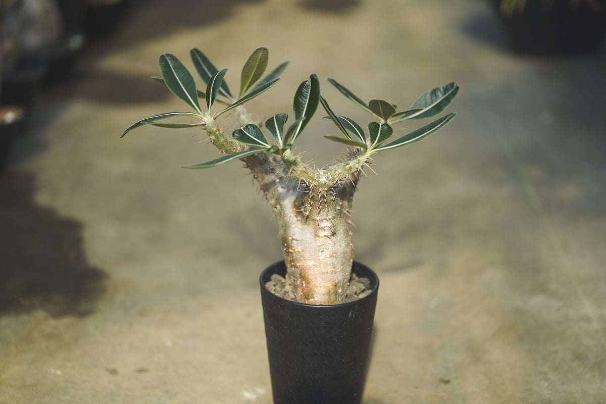 パキポディウムカクチペス　塊根植物 パキポディウム カクチペス 多肉植物 4号/1個売り 塊根植物 コーデック