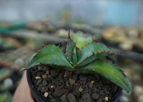 アガベ　チタノタ　ブルー　agave titanota Blue