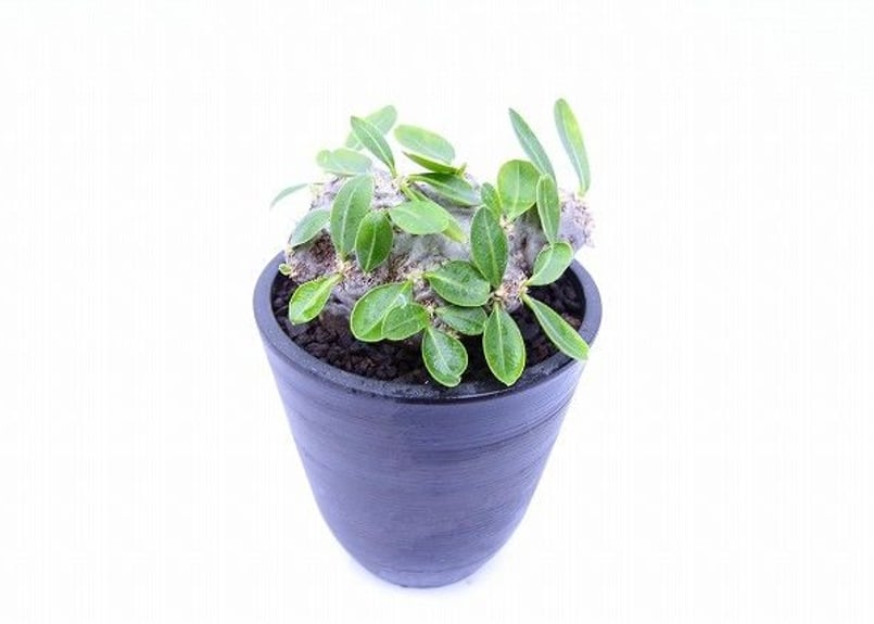 赤字価格❗️パキポディウム　恵比寿笑　ラメリー接木　最終値下げ❗️ 赤字価格❗️パキポディウム 恵比寿笑 ラメリー接木 最終値下げ