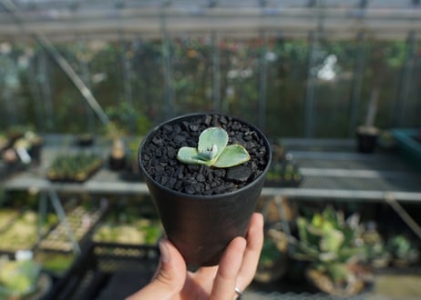 アガベ　パリー　トランカータ　Agave parryi var. truncata