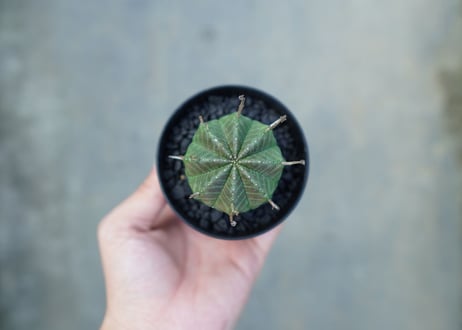 ユーフォルビア　スーパーバリダ　Euphorbia super valida