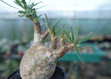 パキポディウム　グラキリス　 Pachypodium Gracilius  No.5