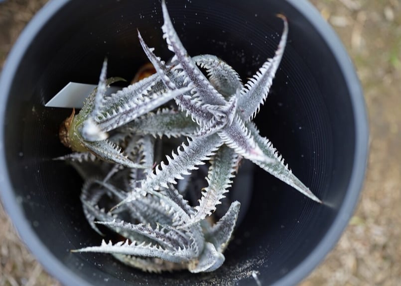 猿 Dyckia おまとめ5株 Dyckia HH x (MLxBS) | mana's farm:塊根植物・アガベ・ドライガ