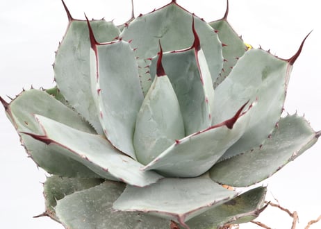 Agave parryi var truncata Huntington  №3