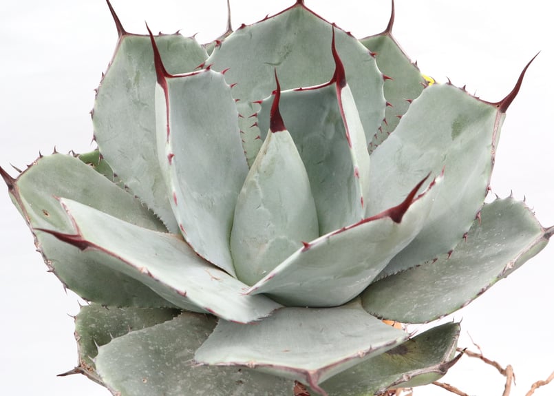 Agave parryi var truncata Huntington №3 | mana