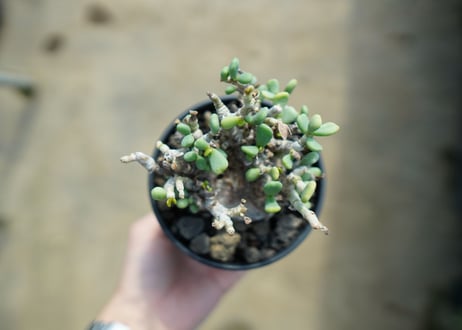 ケラリア　ピグマエア　Ceraria pygmaea 　No.4