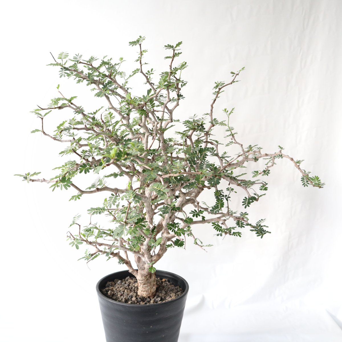 センナ メリディオナリス | mana's farm:塊根植物・アガベ・ドライ