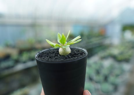 パキポディウム　恵比寿笑い　Pachypodium brevicaule　No.9