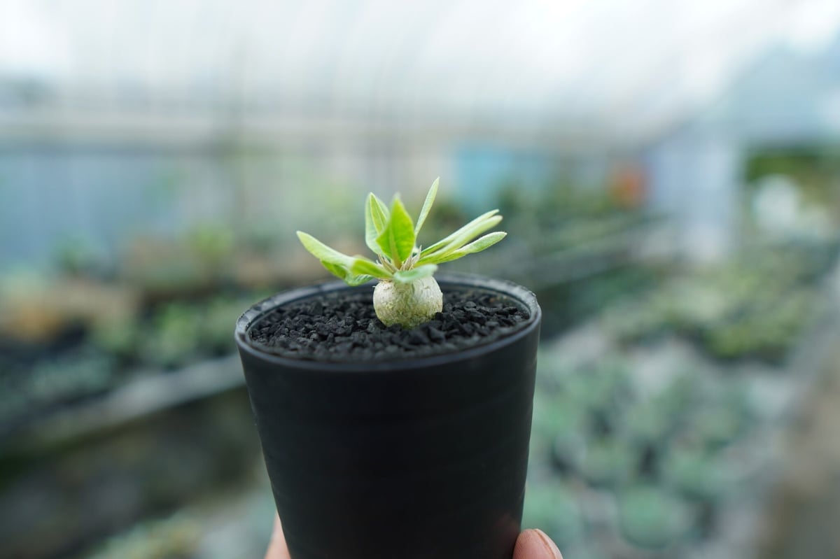 パキポディウム 恵比寿笑い Pachypodium brevicaule No.9 | man