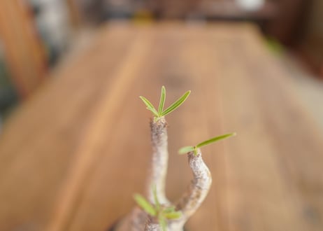 パキポディウム　グラキリス　 Pachypodium Gracilius