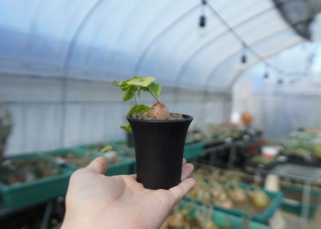 亀甲竜　Dioscorea elephantipes　C1