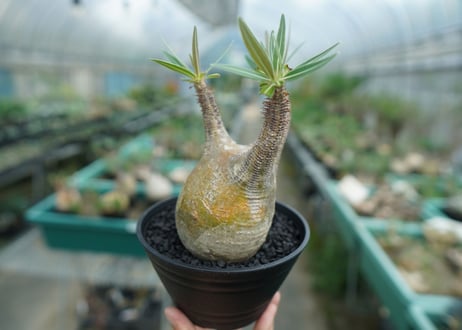 パキポディウム　グラキリス　 Pachypodium Gracilius  No.4