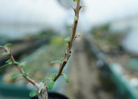 フォークイエリア　フォルモサ　Fouquieria formosa