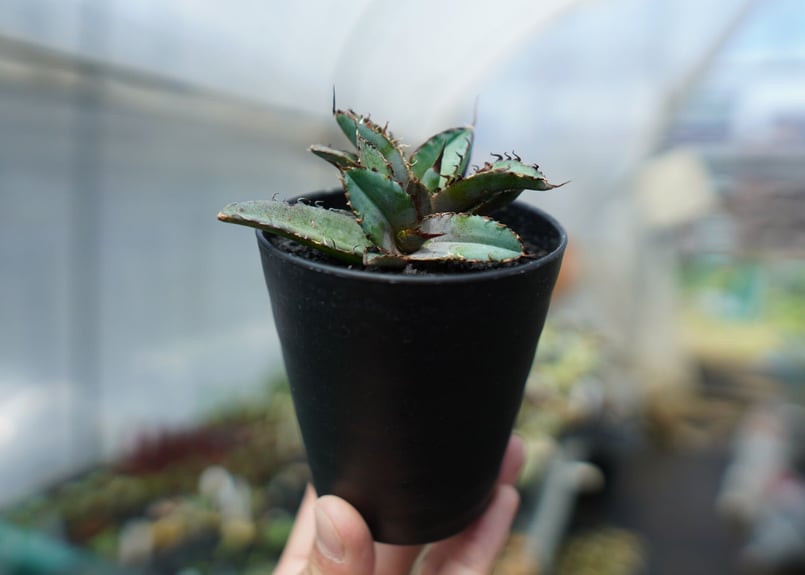 アガベ チタノタ ブラックアンドブルー Agave titanota black