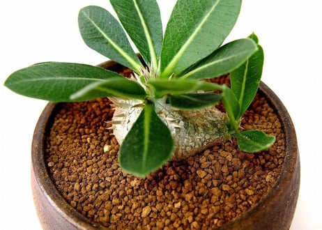 パキポディウム エブレネウム　Pachypodium eburneum  №2(白花)