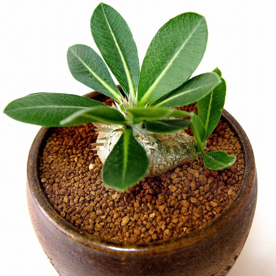 パキポディウム エブレネウム Pachypodium eburneum №2(白花) | m