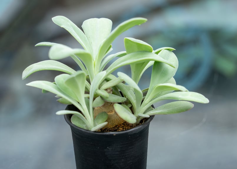 植物 セネシオ フルゲンス | mana's farm:塊根植物・アガベ・ドライガーデン