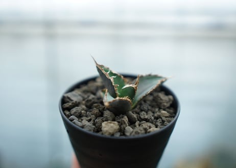 アガベ　チタノタ　狼人　agave titanota "狼人"　No.2