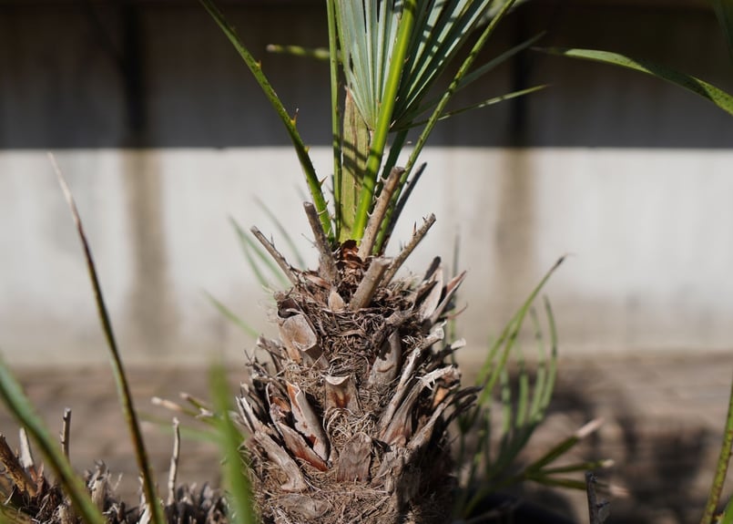 チャメロプス セリフェラ Chamaerops humilis var. Cerifera