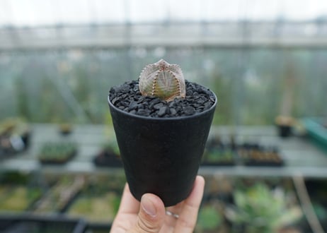ユーフォルビア　オベサブロー　Euphorbia ObesaBlow  No.1
