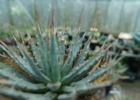 アガベ　ユタエンシス　Agave uthaensis　No.5