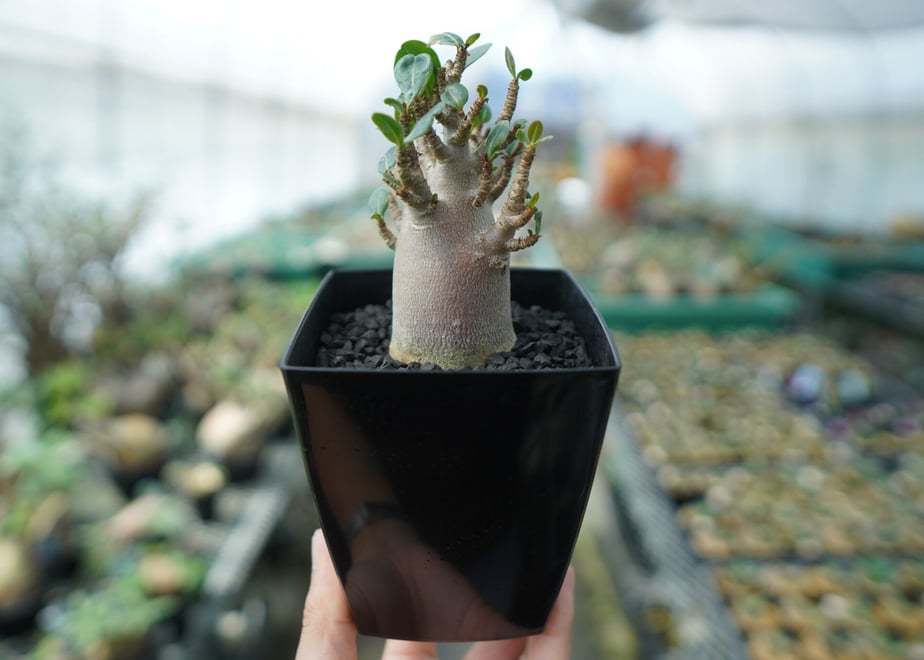 645a14bdd87efe005edd6bfb