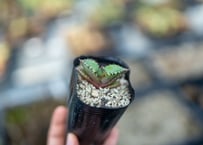 エンセファラルトス トリスピノーサス 極美株 限定1株 | mana's farm