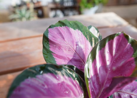 カラテア　ロゼオピクタ　ロージー　Calathea roseopicta ”Rosy”