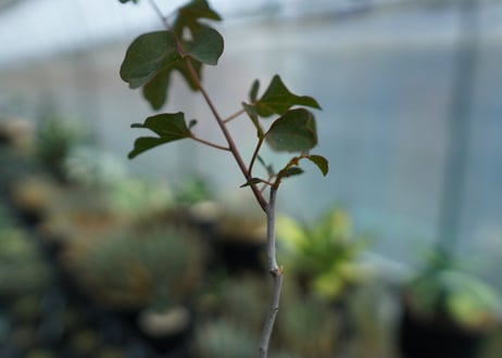 アデニア　イサロエンシス　Adenia isaloensis