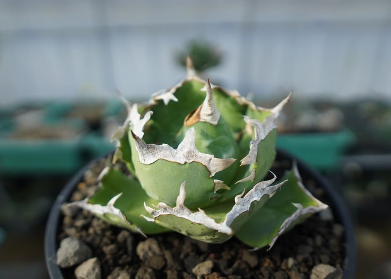 アガベ チタノタ 螃蟹 Agave titanota Crab | mana's farm:塊