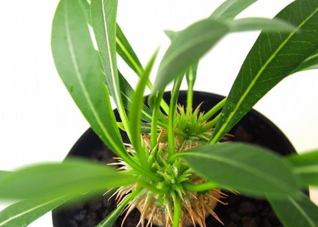 パキポディウム デンシカウレ 恵比寿大黒　Pachypodium densicaule  №1