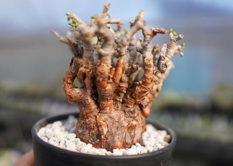 Ceraria pygmaea ケラリア ピグマエア　No.8