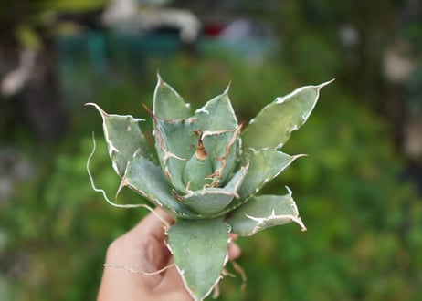 Agave titanota 白鯨 B NO.5