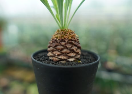 【雌株】ユーフォルビア　鉄甲丸　Euphorbia  bupleurifolia