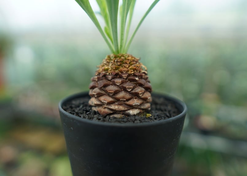 雌株】ユーフォルビア 鉄甲丸 Euphorbia bupleurifolia | mana