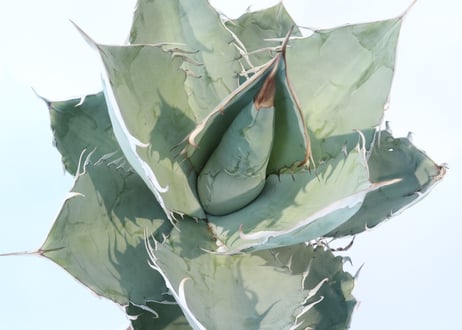 Agave titanota 'White Ice'  №２
