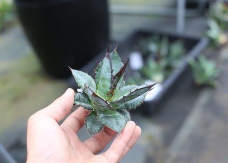 Agave titanota x horrida