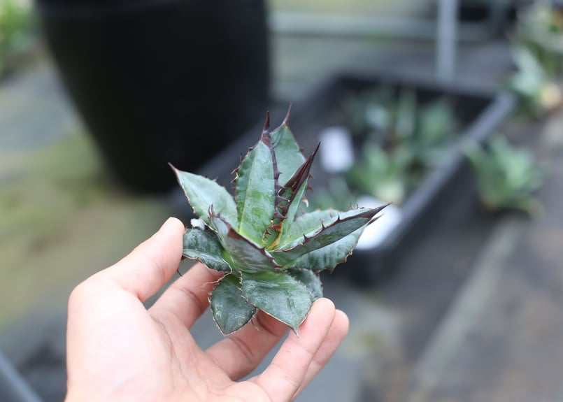 アガベ　チタノタ　ホリダ Agave titanota x horrida | mana's farm:塊根植物・アガベ