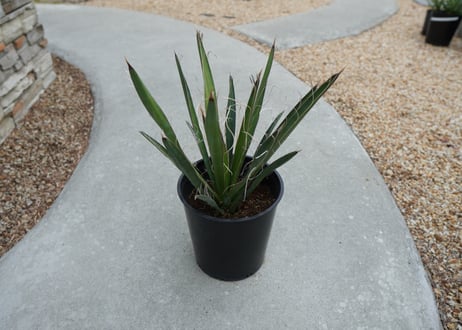 ユッカ　カルネロサーナ Yucca carnerosana  No.1