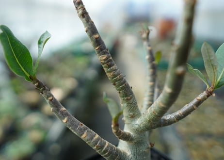 アデニウム　Adenium　No.6