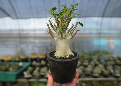 アデニウム　Adenium　No.11