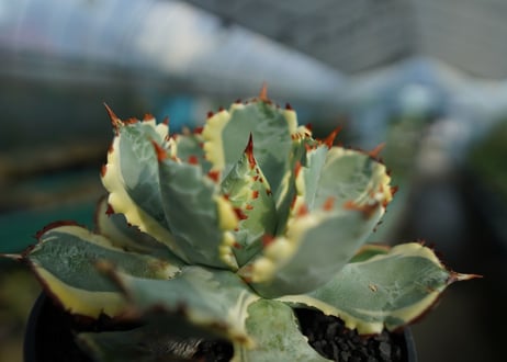 アガベ　兜蟹錦　連棘　Agave isthmensis “Kabutogani” variegata  No.5