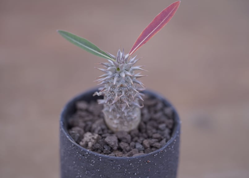 パキポディウム 伊藤ハイブリッド Pachypodium 'Itoh Hybrid' | m