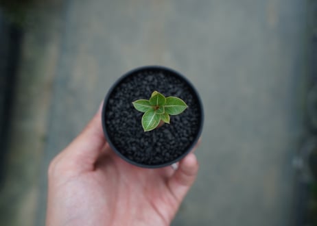 アデニウム　Adenium  No.5