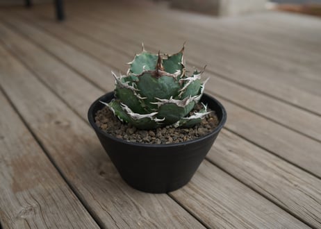 agave titanota　FO76　強棘type